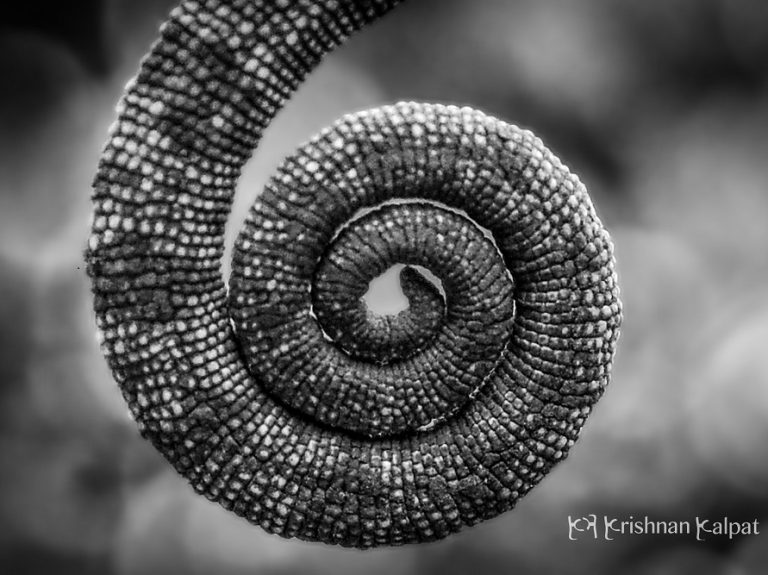 Photographer Krishnan Kalpat NATURE Tail of Chameleon for photographyworldcontest dot com