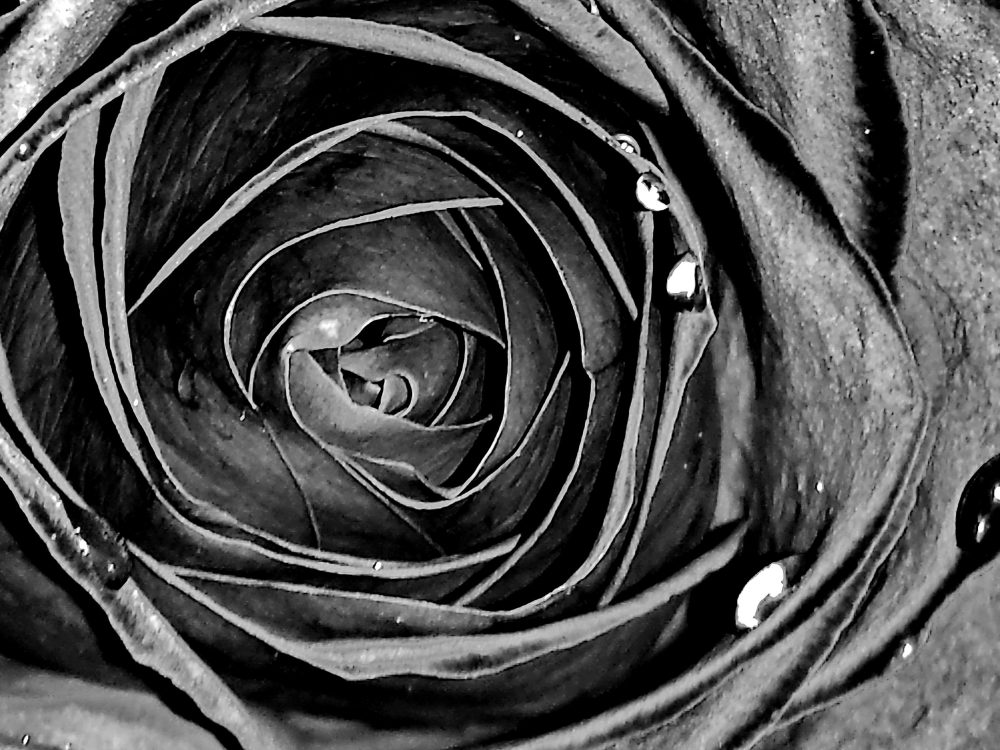 © Black and White Rose by Mina Thevenin for photographyworld.org