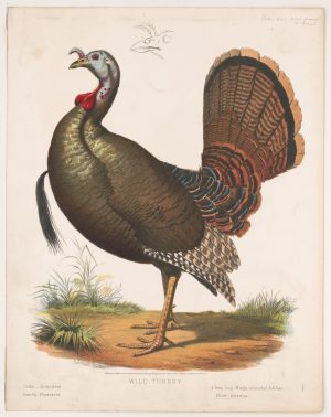 Digital image copy courtesy of Library of Congress Prints, Online Catalogue, Lithograph  of a Turkey, 1870-1880 @ http://www.loc.gov/pictures/item/2003664026/