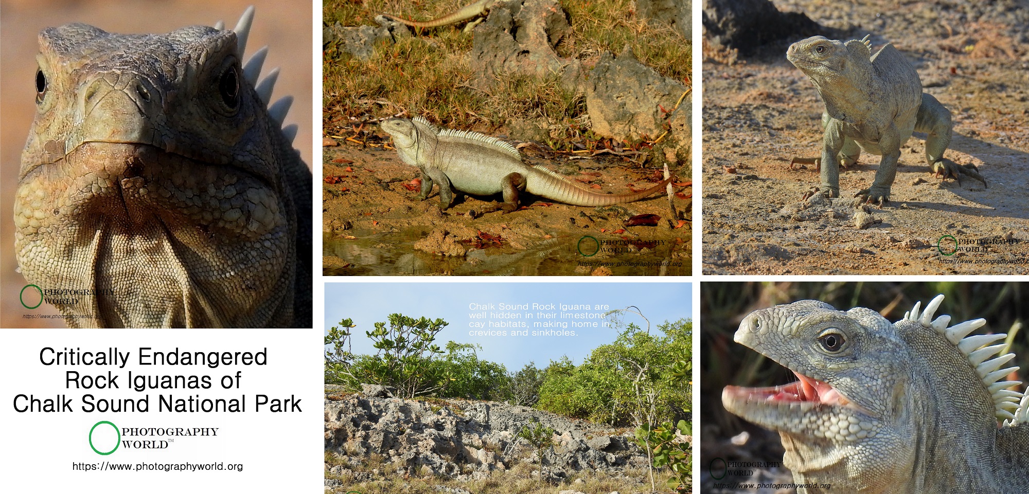 © Critically Endangered Rock Iguana of Chalk Sound National Park