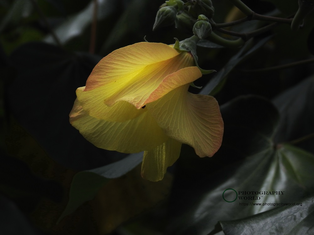 © Hibiscus Flower in Evening by Mina Thevenin in Chalk Sound