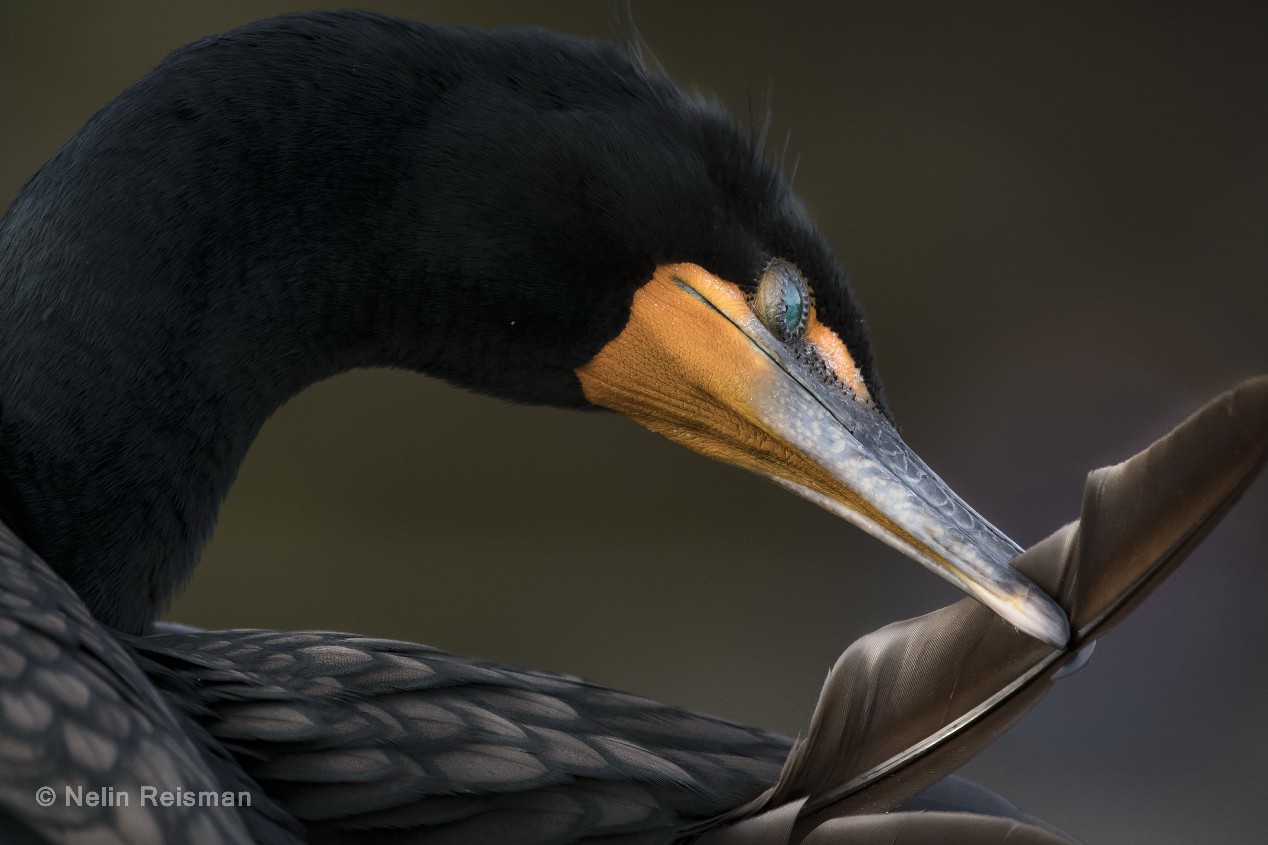 Double-crested Cormorant by Photographer Nelin Reisman