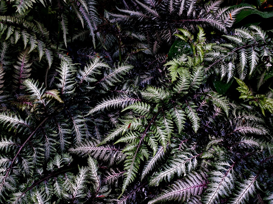 Japanese Painted Ferns by Photographer Mina Thevenin