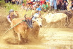 © Cow Racing. Photograph by Sis Jimbo for TRAVEL. Featured Travel Articles for Photography World