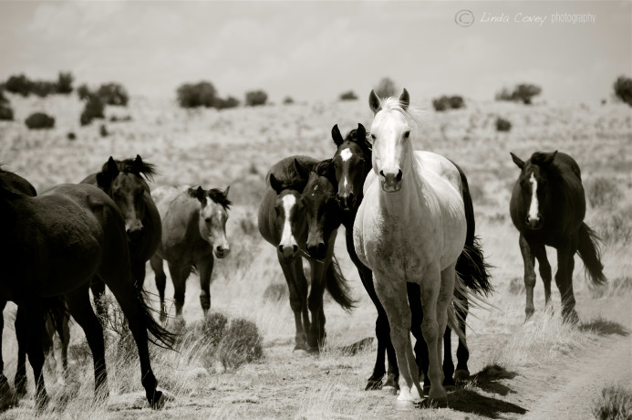 ©HORSE HERD. Photograph by Linda Covey