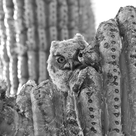 ©OWL DETAIL IN SAGUARO. Photography by Linda Covey