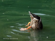 © Bottoms Up by Monica Tonnerova. Photography World article, "CLICK- Animal Crackers in My View!" photographyworld.org