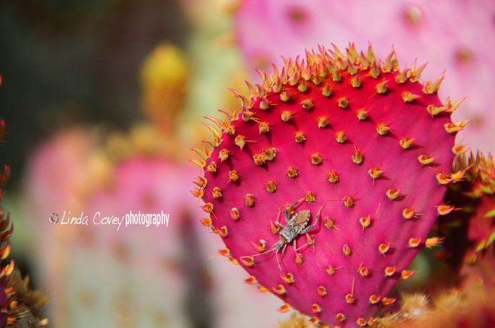 © Bug & Prickly Pear Cactus. Photograph by Linda Covey