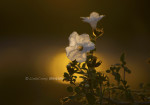 white flower WM (1)