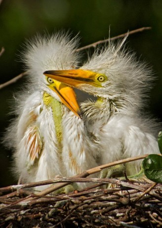 Great Egrets, Florida. Photographer Robert Wilson @ https://photographyworld.org/animals/water-birds-of-north-america/
