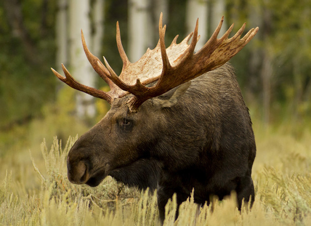 © North American Moose. Grand Teton NP. Photograph by Robert Wilson. Photography World, www.photographyworld.org
