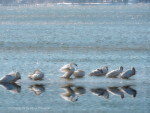 © Tundra Swans Reflections by Photographer Mina Thevenin for TRAVEL. Featured Travel Articles for Photography World