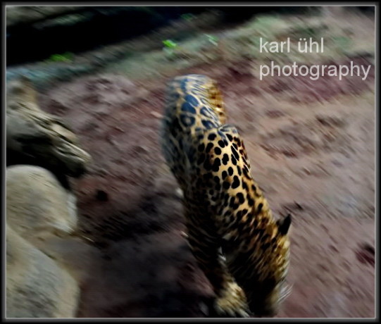 Costa Rica Cheetah. Photograph by Karl Uhl