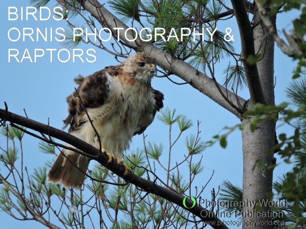 © Red-tailed Hawk Fluffing Feathers. Photograph by Mina Thevenin. for PHOTOGRAPHY WORLD article, BIRDS: ORNIS PHOTOGRAPHY & RAPTORS