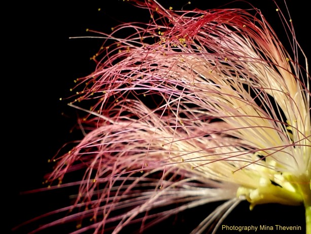 © Fireworks Mimosa. Photograph by Mina Thevenin for Photography World Online Publication
