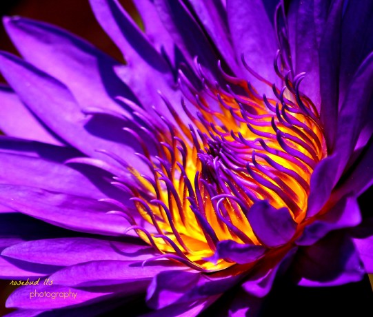 © Purple Flame. Photograph by Linda Sarmento. Photography World, www.photographyworld.org