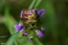 © Purple Grass Flower. New York Photographer Nelin Reisman. A PHOTOGRAPHY WORLD article, "NELIN REISMAN- New York Photographer & Artist"