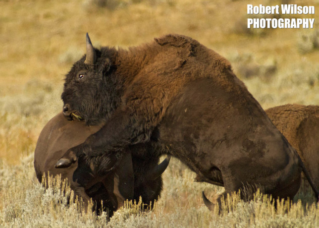 Buffalo in Color Yellowstone