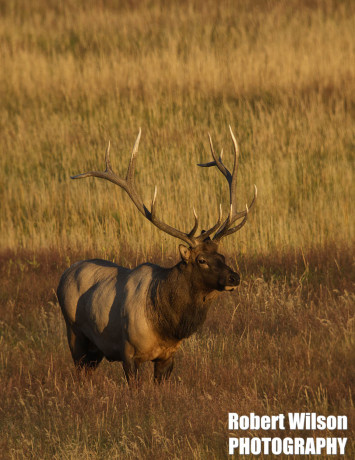 Male Elk in Field