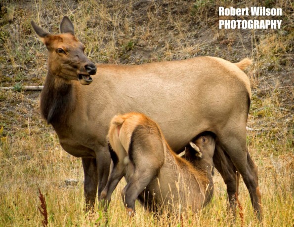 Mother & nursing elk Yellowstone