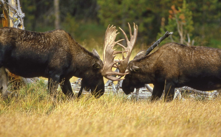 Two bull moose sparring; Jeff Foott; 1983