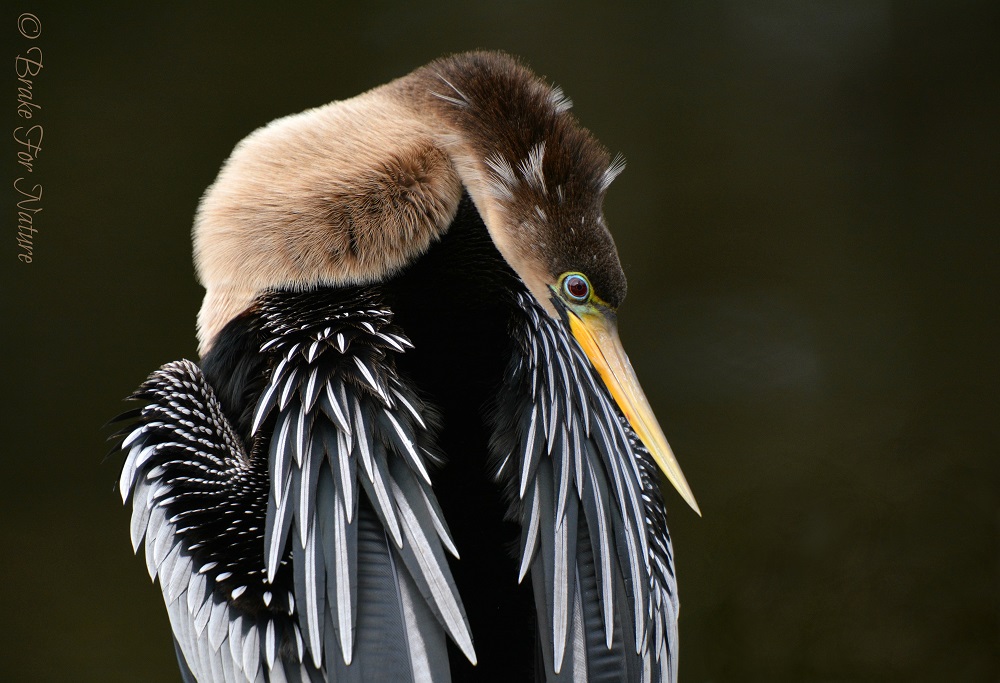 WATER BIRDS of North America - PHOTOGRAPHY WORLD