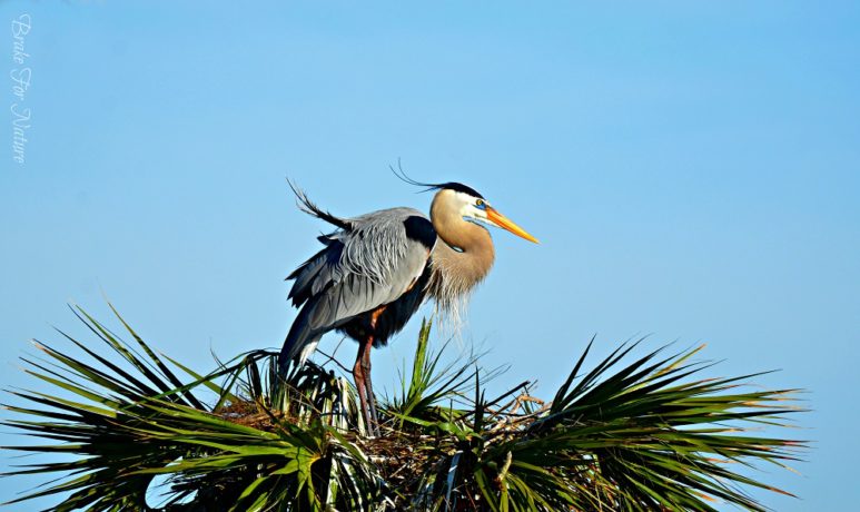 Great Blue Heron on Nest. Copyright image by Barb Hoeldt @ https://photographyworld.org/animals/water-birds-of-north-america/