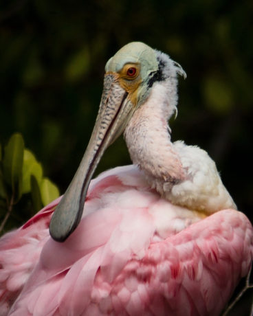 Roseate Spoonbill. Photo by Bryan Samuel Ding Darling @ https://photographyworld.org/animals/water-birds-of-north-america/