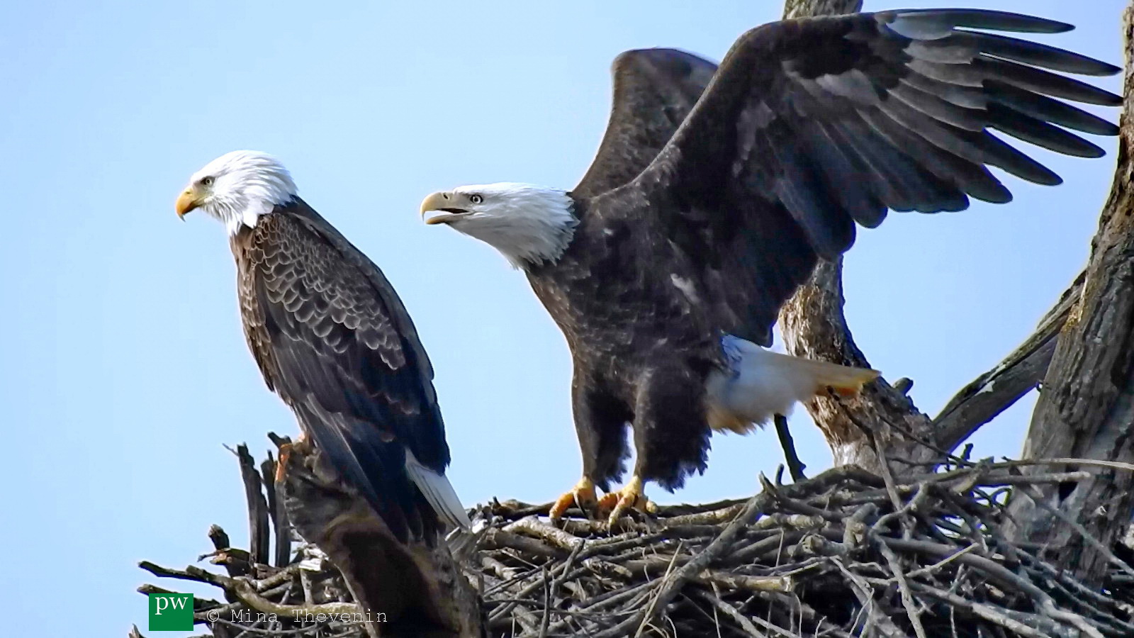 © Nesting Eagles Photograph by Mina Thevenin for photographyworld.org ...