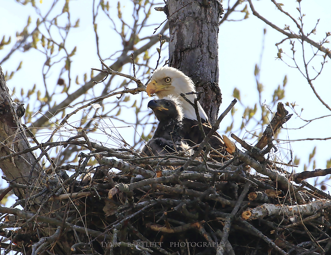 © Eaglet and Parent Bald Eagle. Photograph by Lynn Bartlett ...