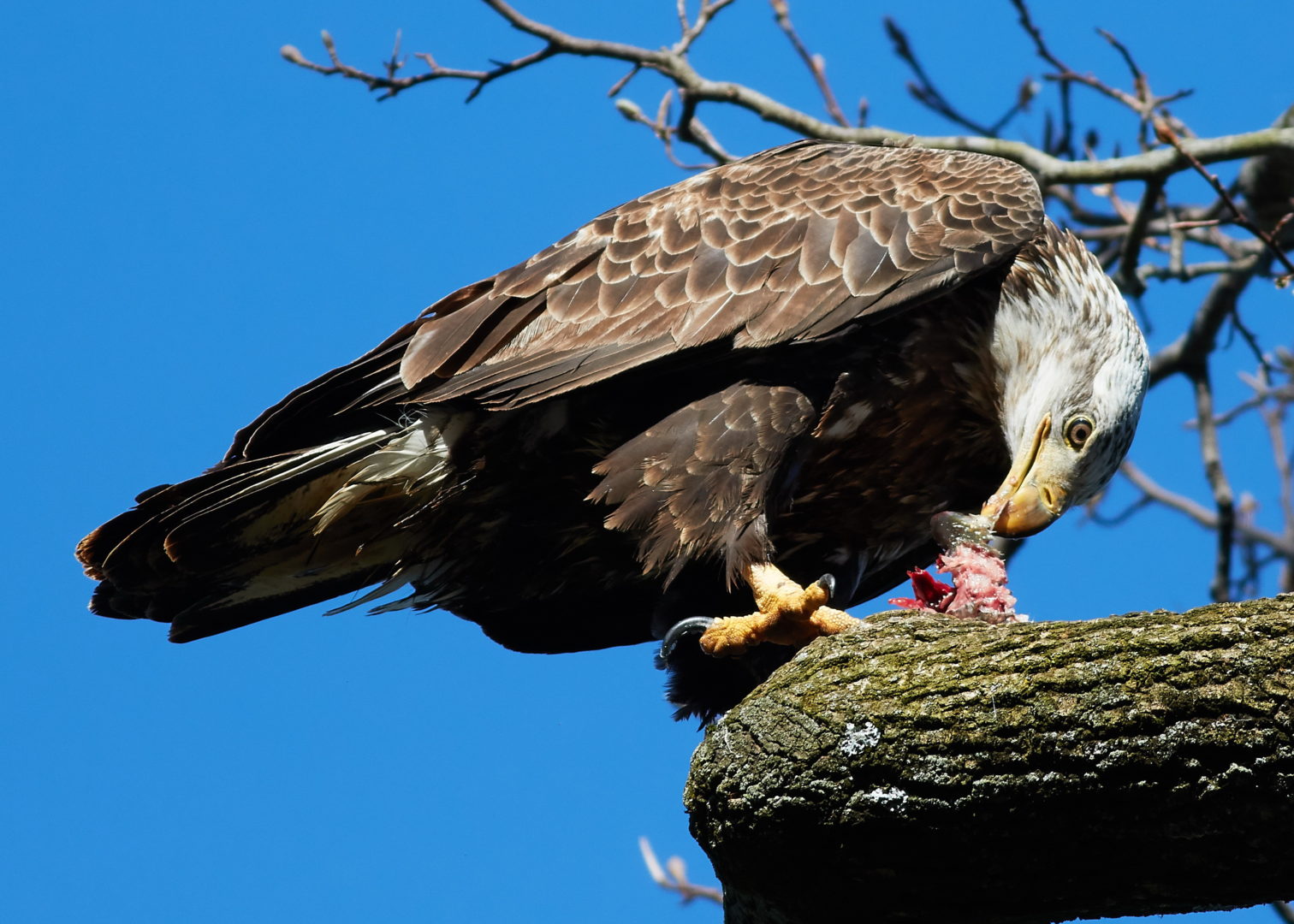 Свободный орел. Дикий птушняк. Eagle eating. Eagle eat Fish. Eagle like eating ....