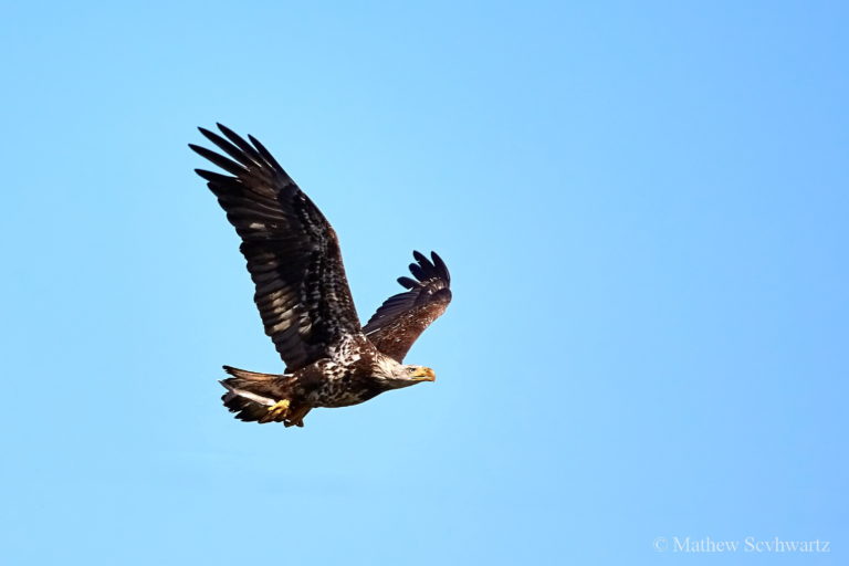 © Juvenile Bald Eagle Flying with Fish Catch. Maryland, U.S. by ...